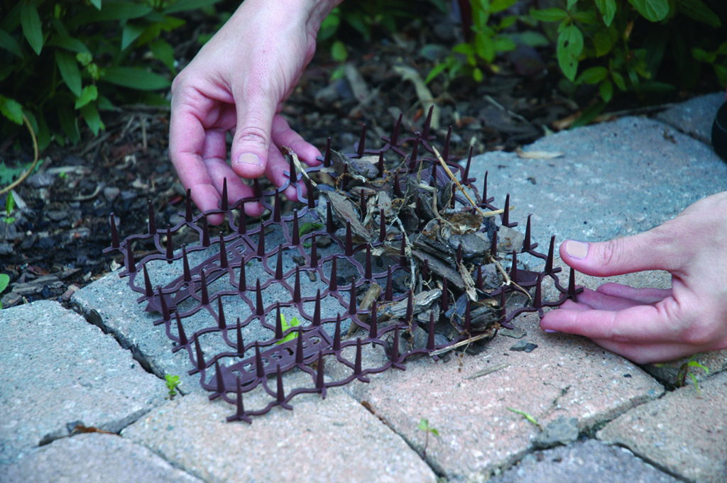 How to Live with Community Cats | Keep Unwelcome Cats Away From Your