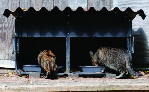 Two cats eating at DIY feeding station.