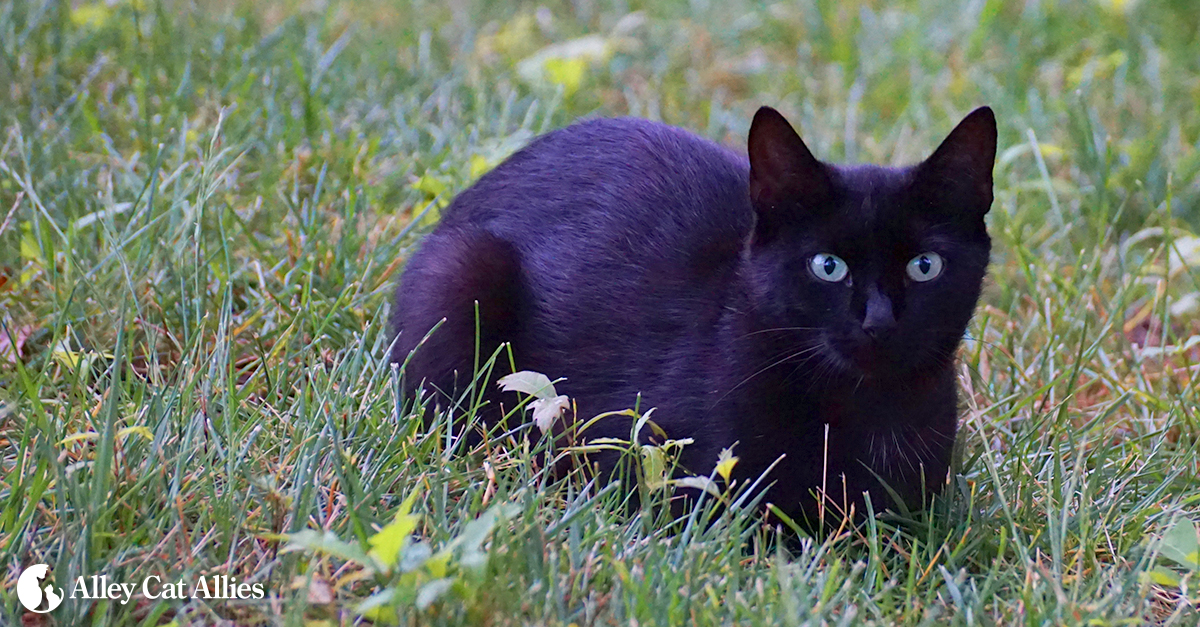 friendly and feral cat rescue