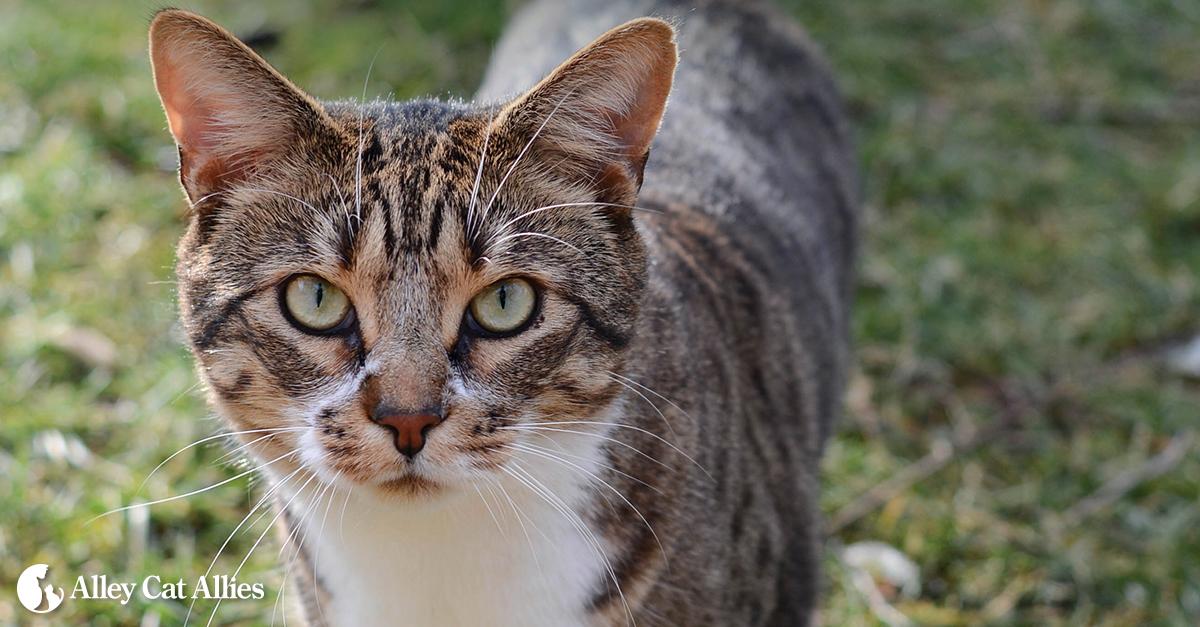 How to Live with Community Cats | Keep Unwelcome Cats Away From Your Yard  with Natural Repellents