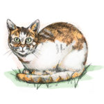 Feral Cat