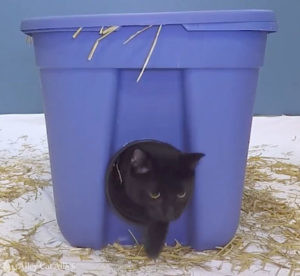 Volunteers build feral cat houses for homeless felines in the county