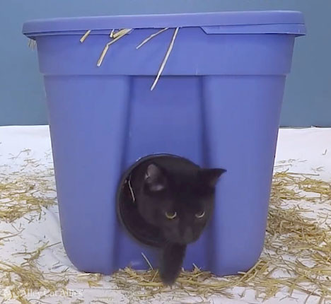 Bedding to use in a feral cat shelter 