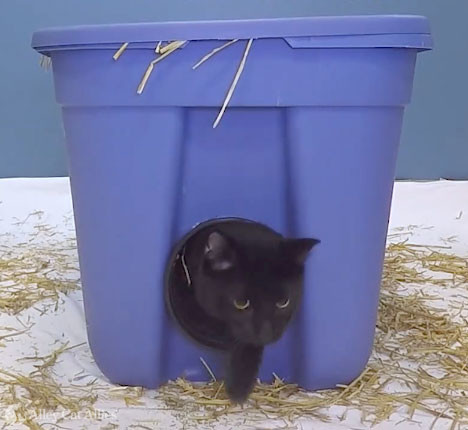 Our first outside cat house! I know straw is better than a blanket but it's  on a covered porch so I'm hoping that will help. Any suggestions if we make  another? 