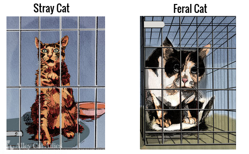 Stray and Feral Cats Caged