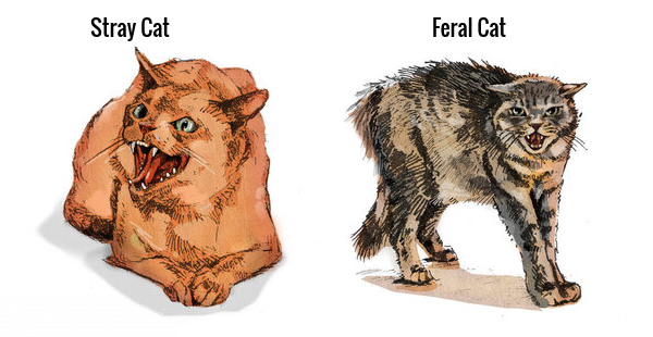 Stray and Feral Cats Fear and Anxiety