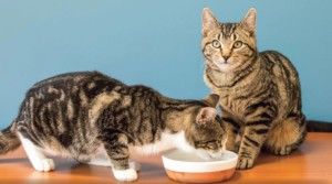 June and Folsom, born at Bayside State Prison, were socialized and adopted.