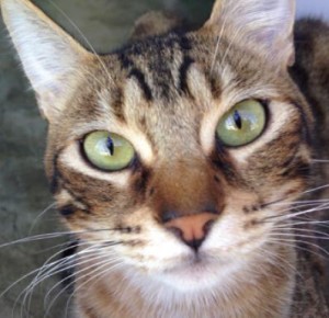 Jade, a beautiful cat we met in Orange County.