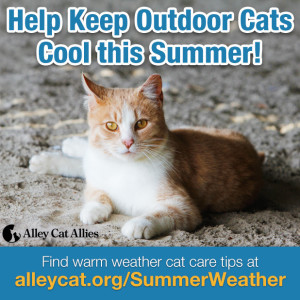 Outdoor Cat Care in Winter: Cold Weather Cat Safety Tips - Tractive