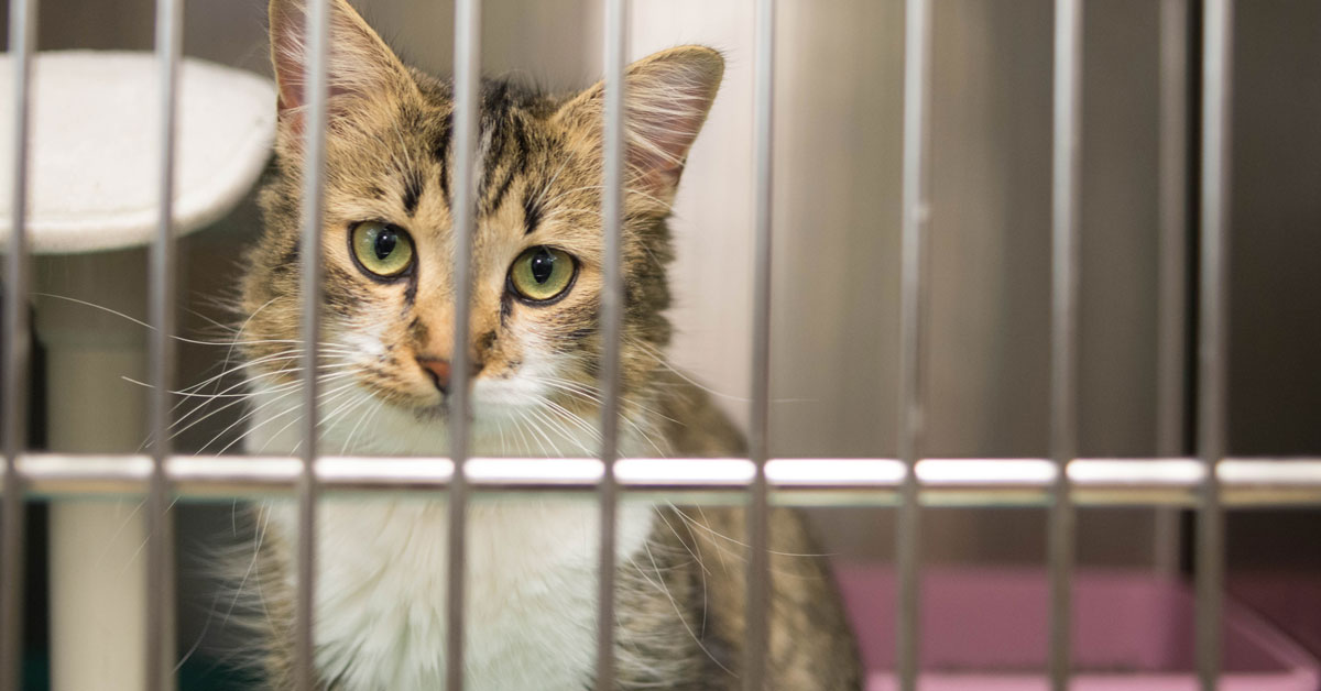Obtaining Animal Shelter Records: A Guide for Advocates | Alley Cat Allies