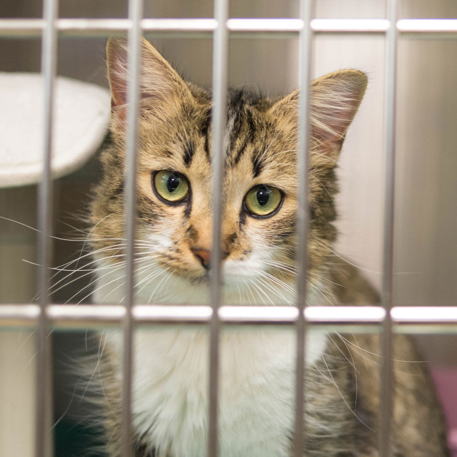 Obtaining Animal Shelter Records A Guide for Advocates Alley Cat Allies