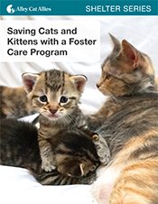 Saving Cats and Kittens with a Foster Care Program