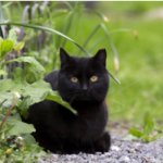 Domestic Black Cat