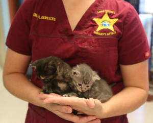With humane policies in place, there will be more positive outcomes for cats and kittens who enter Lake County's shelter.