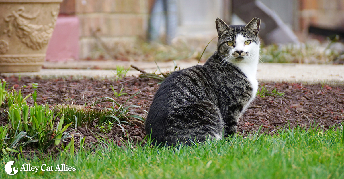 relocating stray cats