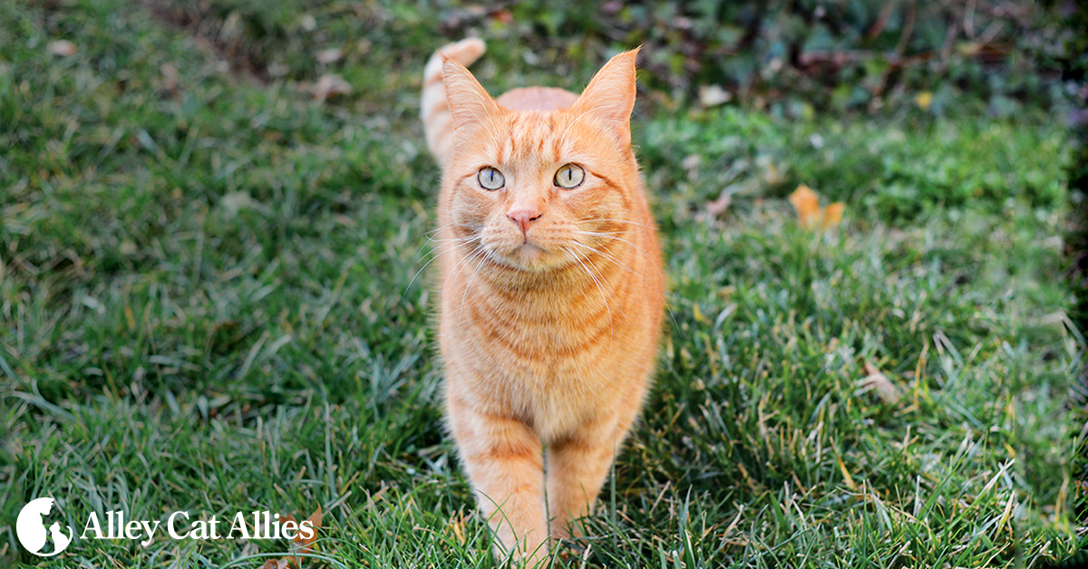 fat feral cat