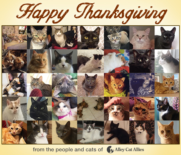 StaffCats_2015_collage_new