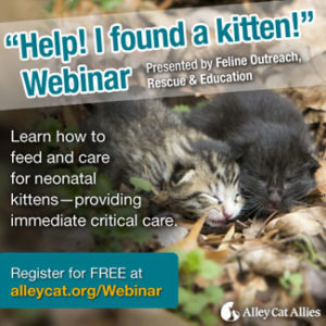 Kitten_Webinar_SiteGraphic2