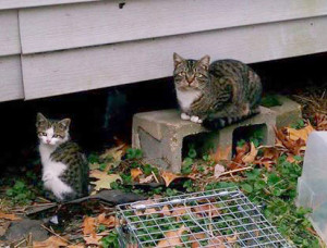 Summer and Tubby are just two of the cats helped by Bluff City Feral Friends.