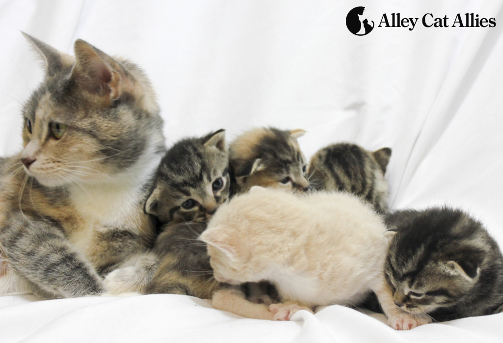 Kittens-with-mom