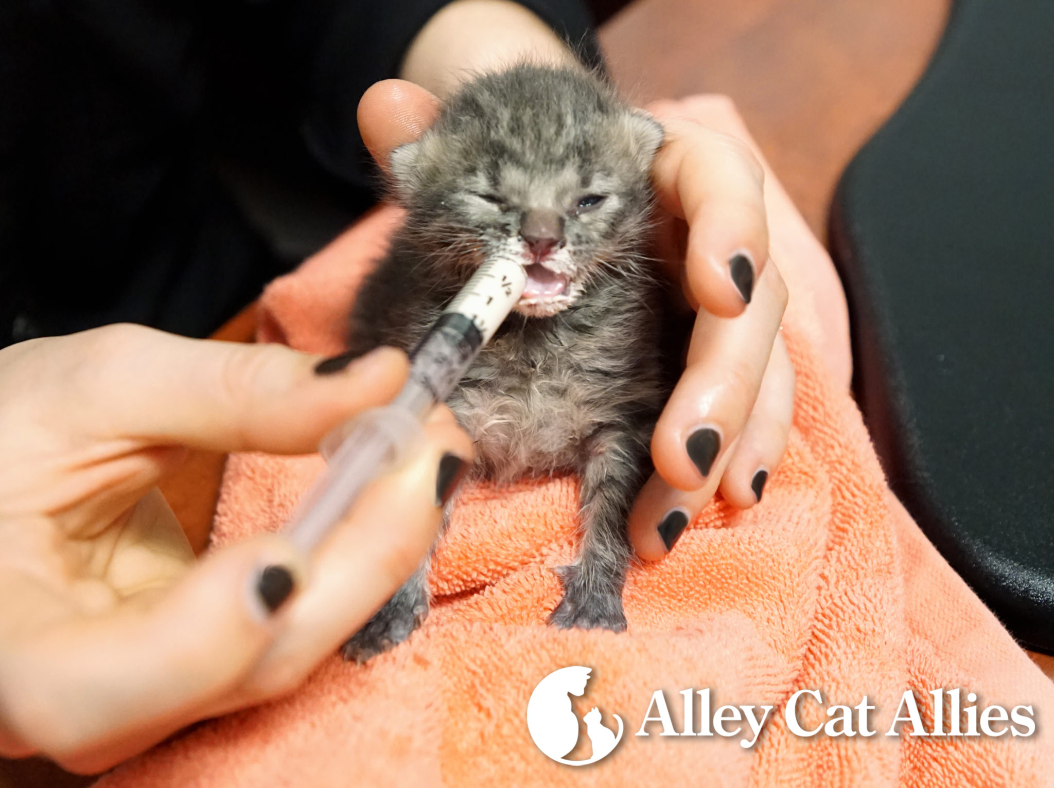 Neonatal kitten best sale
