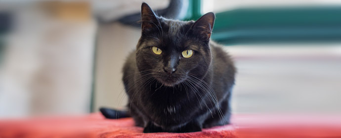 What do Black Cats Have to Do With Friday the 13th? | Alley