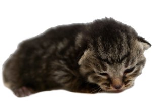 Cordory at six days old. His eyes are starting to open