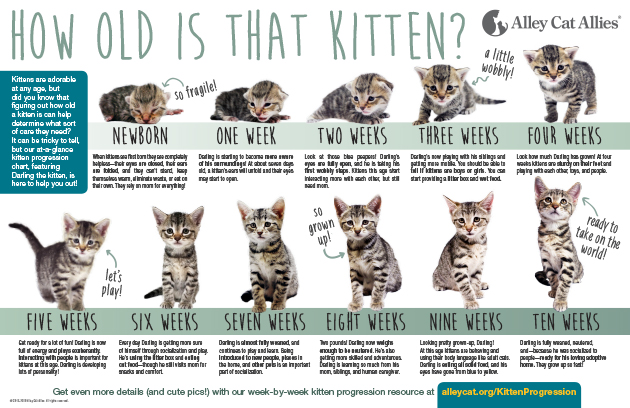Newborn Kitten Progression & Cat Age Chart with Pictures | Alley Cat Allies