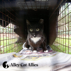 Doodle, one of the cats trapped, back from the clinic and sporting a new eartip.
