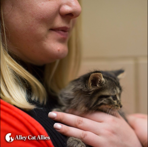 Getting a little "kitten time." This cutie is ready for a forever home.