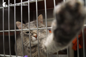 Saving cats' lives, like handsome silver tabby Ash, is what this is all about.