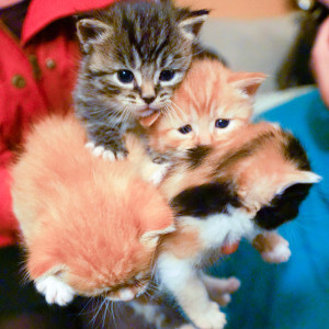 All four blizzard kittens are healthy and safe, and placed in homes in Maryland and Virginia.