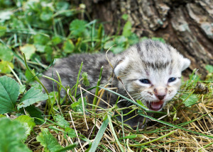 Darling looks typical of a two-week-old kitten. His ears are flat and his eyes are starting to fully open