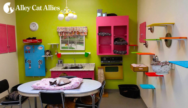 Some of the Humane Society's adoptable cats snooze in the kitchen replica viewing room