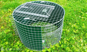 Northern Raccoon Live Trap 12x12x36