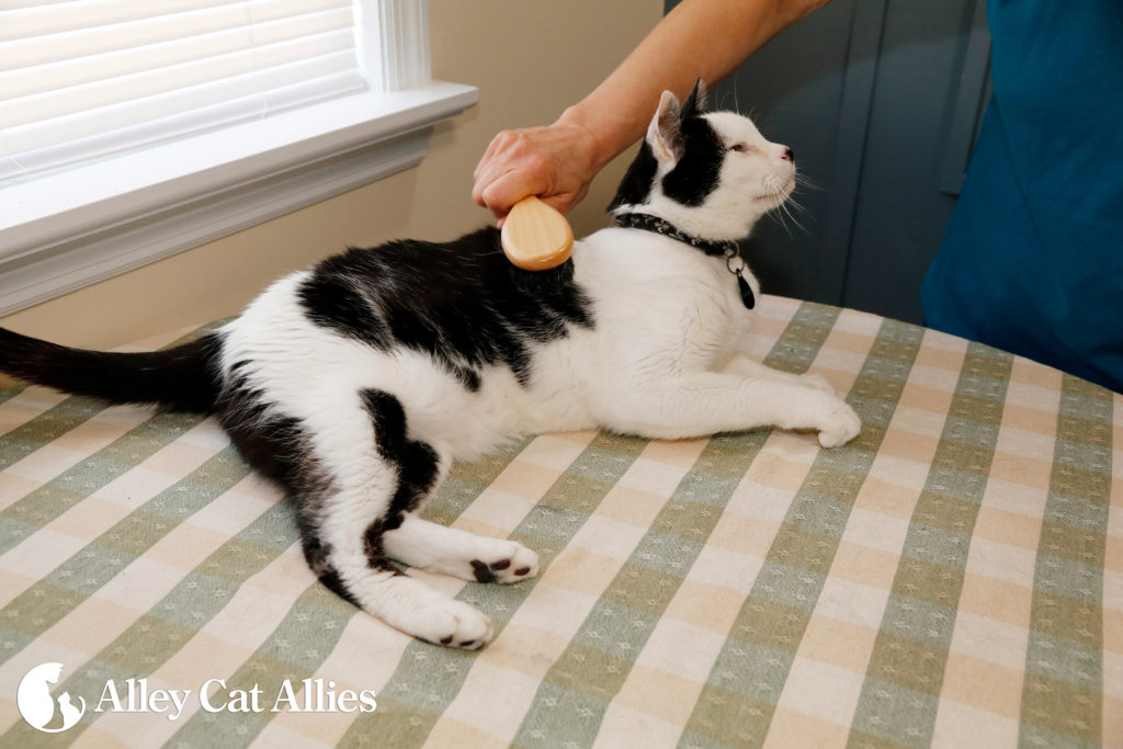 AlleyCatAllies_Brushing