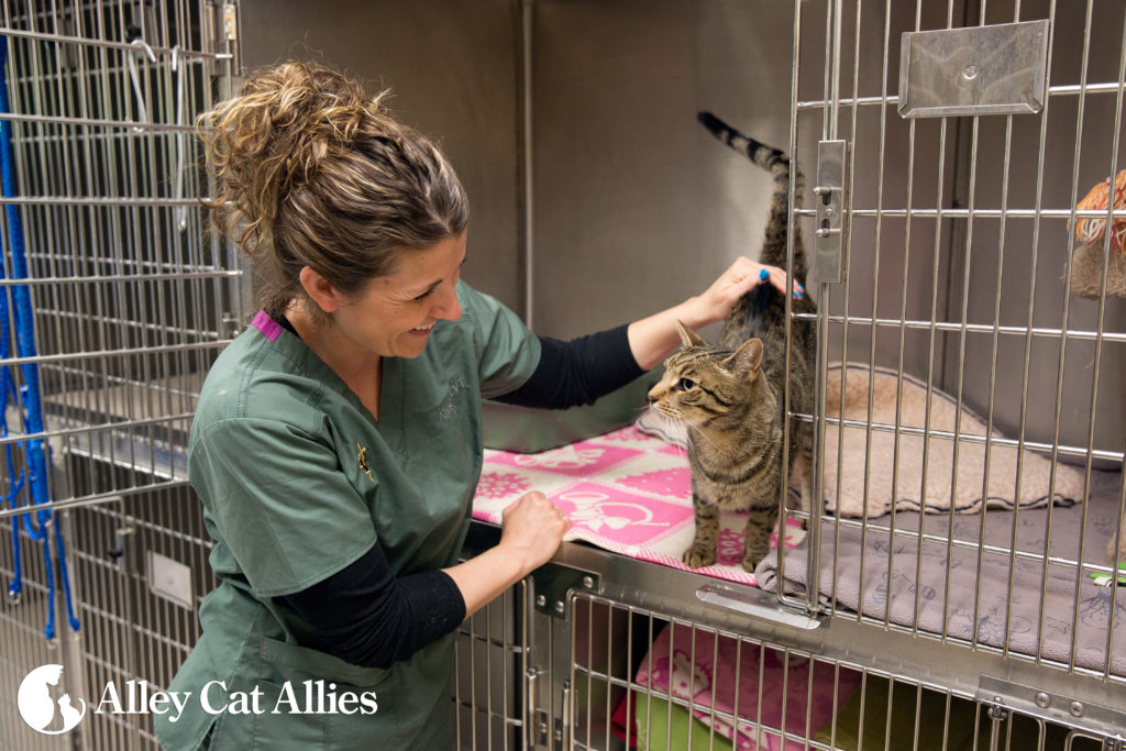 Alley Cat Allies Offers Five Tips to Help Cats in Summer Alley Cat Allies