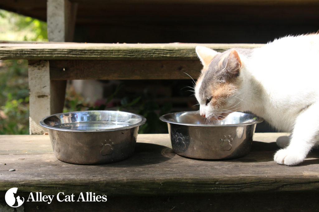 AlleyCatAllies_Water