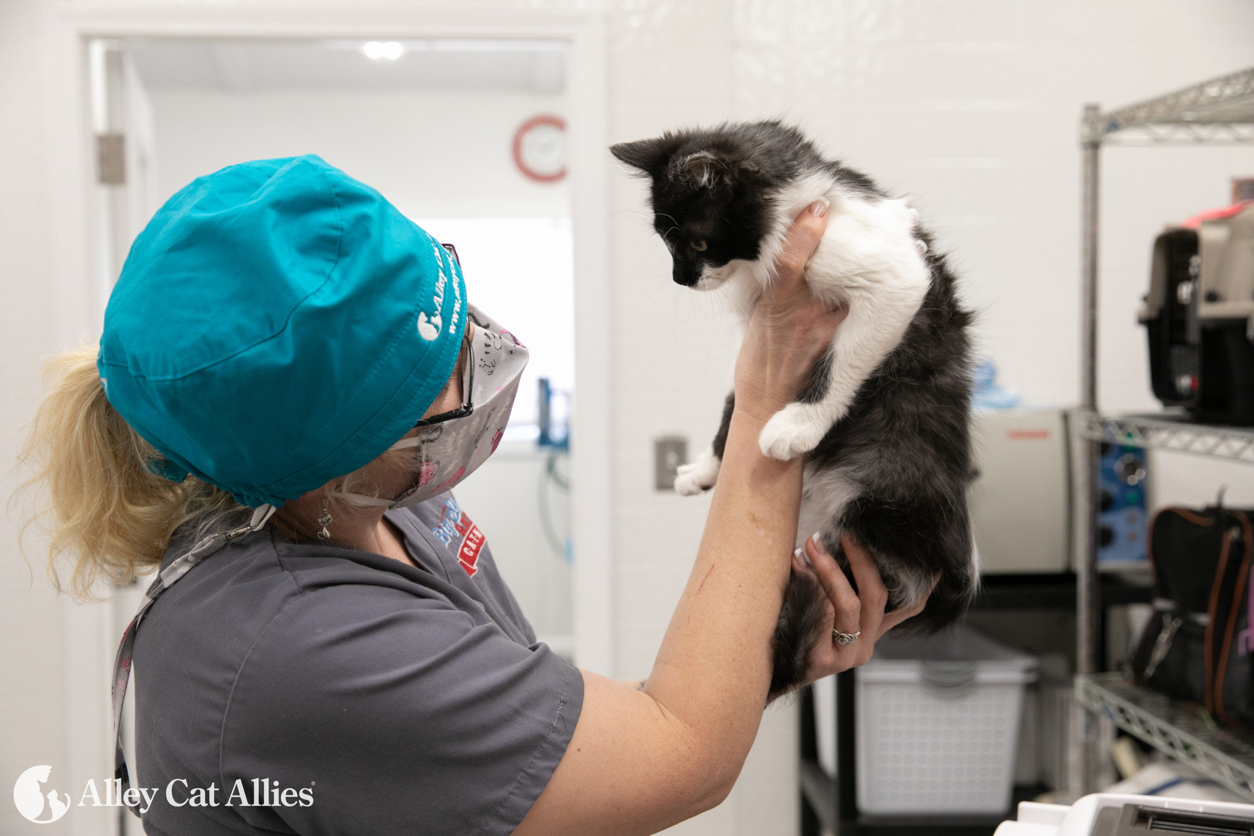 Can you neuter a cat best sale with a rubber band