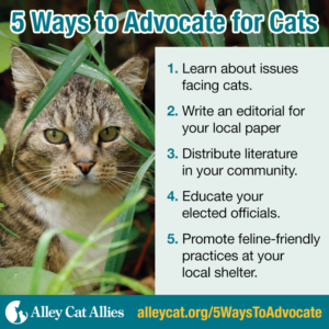 5 Ways To Advocate for Cats