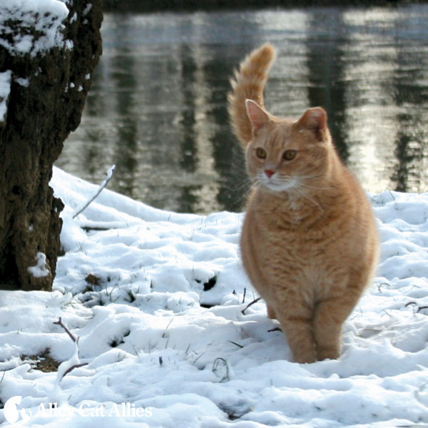 alley cat allies calendar