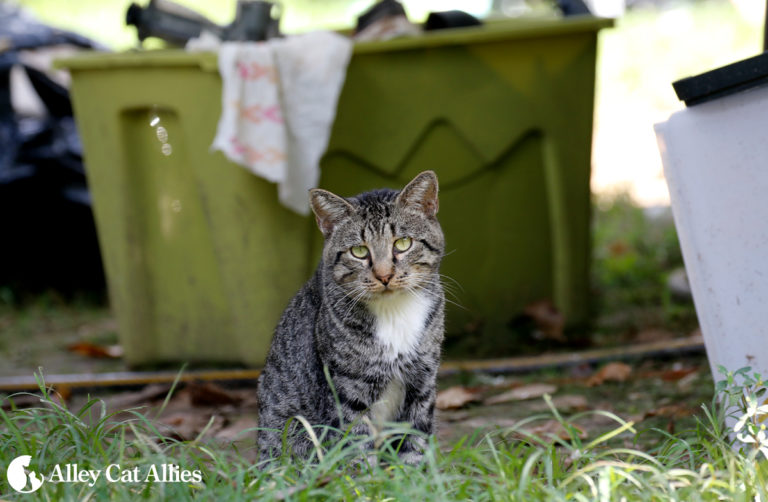 Providing Care to Surviving Cats in Louisiana Alley Cat Allies
