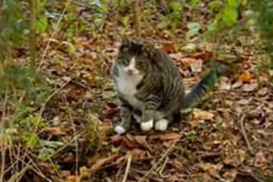 Oliver, in his outdoor home with his colony, before he was trapped by animal control.