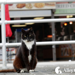 Community cat Suzy from the Boardwalk Cats Project in Atlantic City, New Jersey
