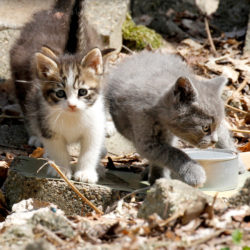 Kittens: Two kittens outside