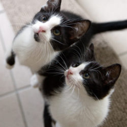 Kittens: Two tuxedo kittens