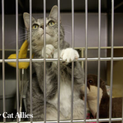 Shelter cat standing in cage
