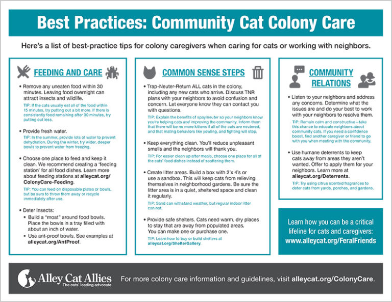 Best Practices Community Cat Colony Care Alley Cat Allies