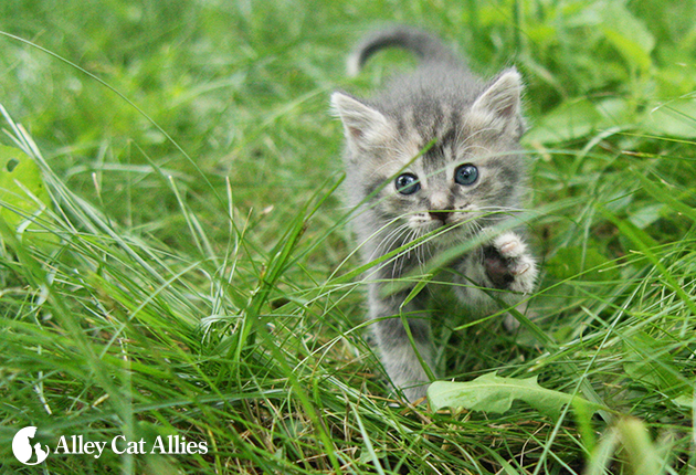 Kittens-10-things-ONE