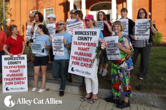 Local activists remember Oliver, the cat needlessly killed by Worcester County Animal Control.